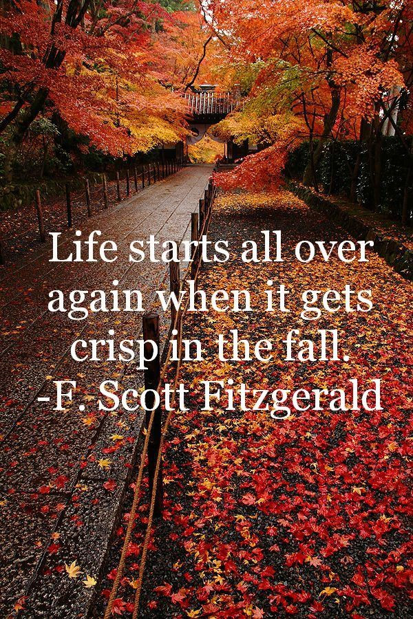 Quotes About The Fall
 Here s to Octobers And Young Divorcees