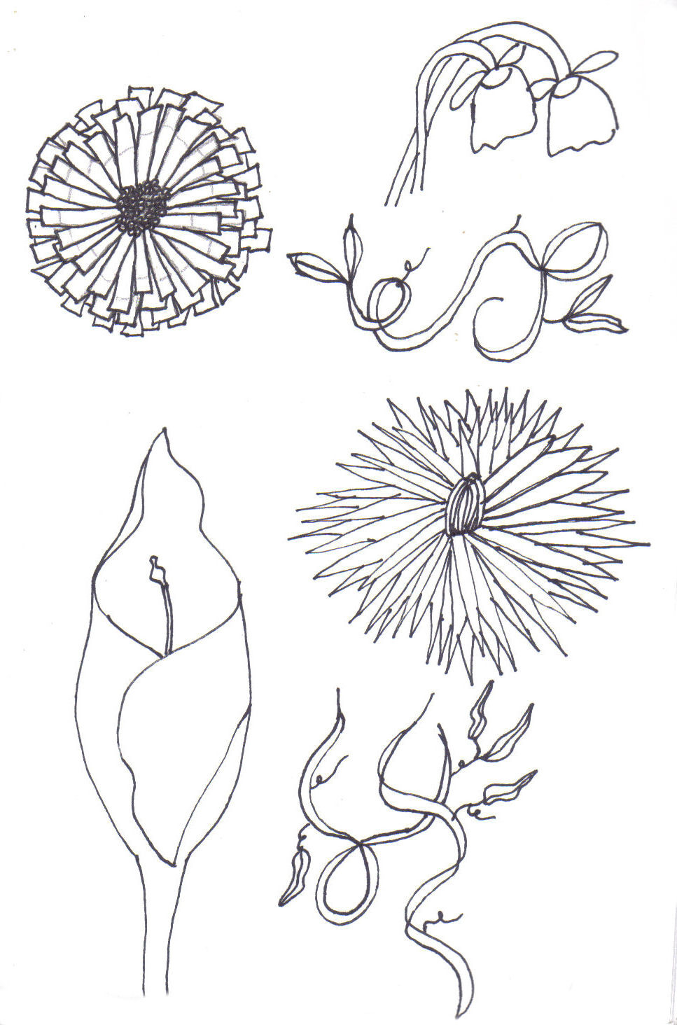 Spring Ideas Drawing
 PZ C flower drawing