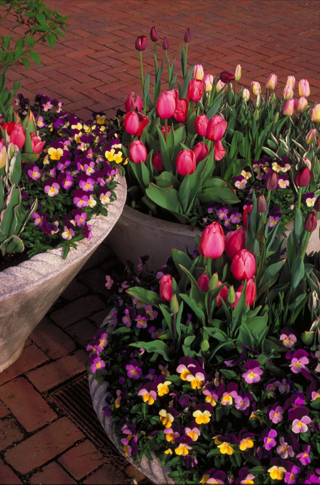 Spring Ideas Flowers
 57 Gorgeous Spring Planter Ideas That can be A Favorite