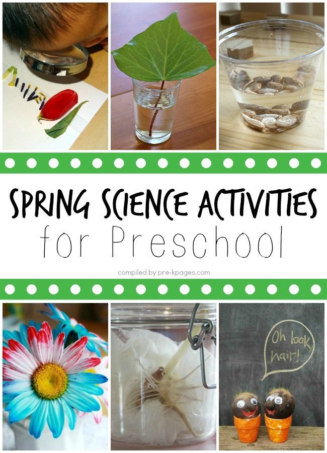 Spring Ideas For Kindergarten
 Spring Science Activities for Preschoolers