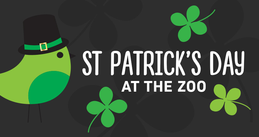 St Patrick's Day Activities
 St Patrick s Day at the Zoo