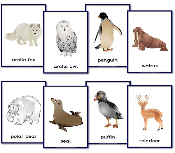 Winter Animals Preschool Crafts
 Polar Animal Themed Posters Happy Learners Resources